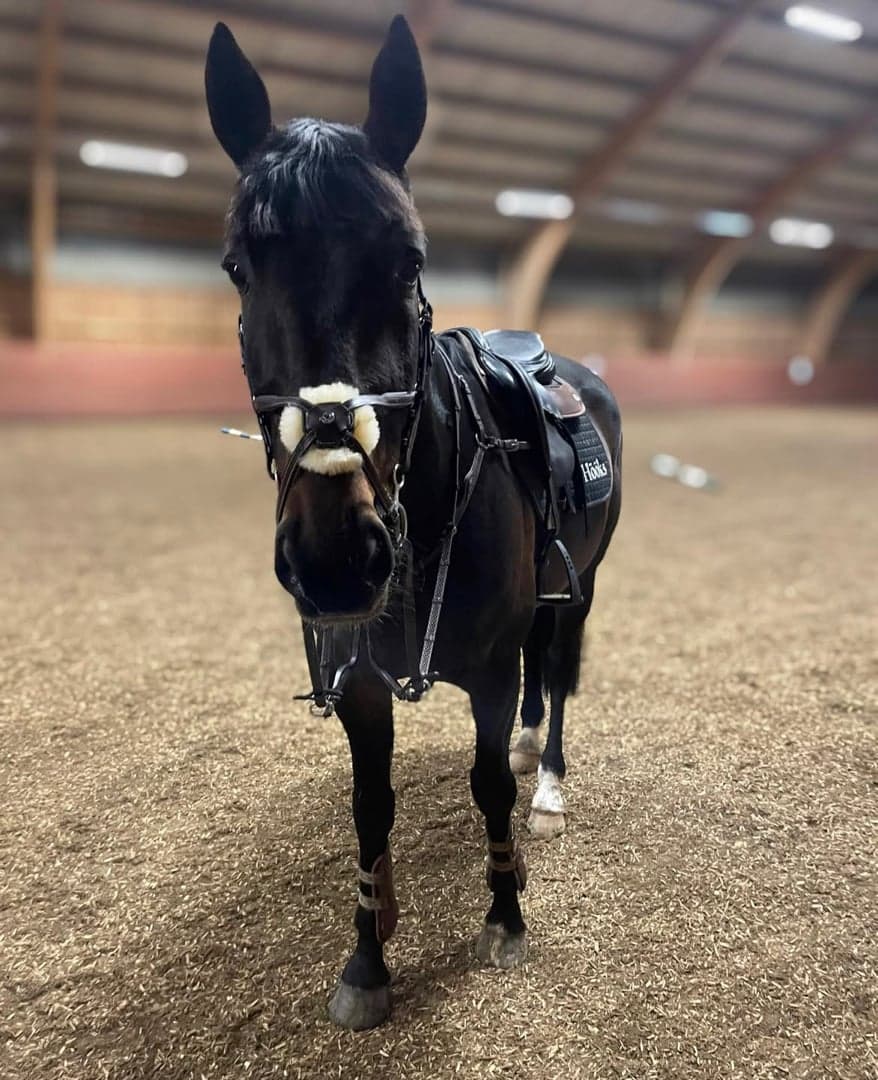 Bild 1 av Bara Du Chene