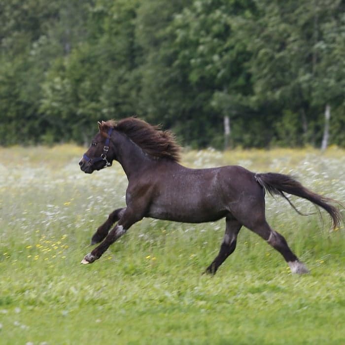 Media 1 av Maesderi Jack Frost