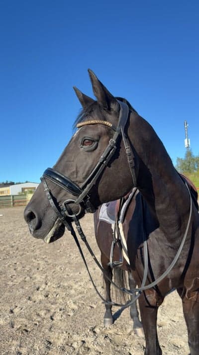 Inlägg 1 av Tysk Sporthäst med titeln Leonie ✨