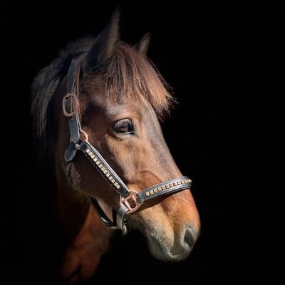 Meitill frá Akureyri