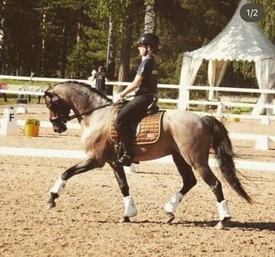 Inlägg 38 av Dressyr med titeln Framme på NM 🇫🇮