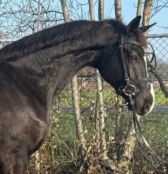 Media 1 of Sto Zhivago x Inspekteur