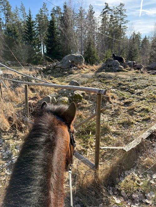Bild av Trevlig 5 gångare med alla gångarter på plats.