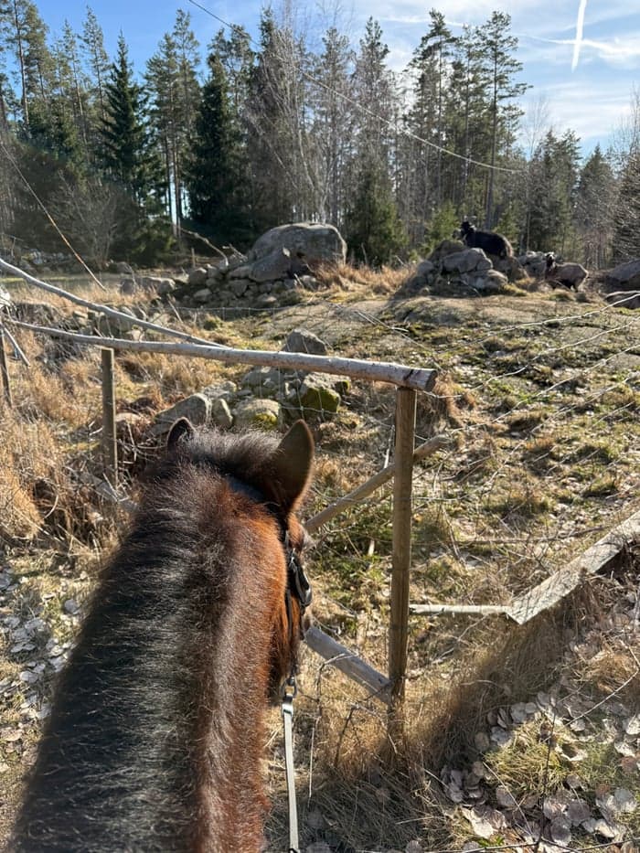 Media 5 av Ára Snót från Fojehof