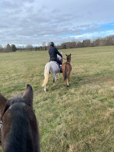 Inlägg 91 av Allround med titeln Bruno på tur idag ❤️