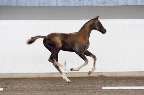 Image of Magiskt vacker grabb