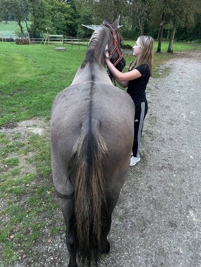 Post 10 of Kiger Mustang