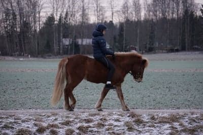 Inlägg 12 av Islandshäst