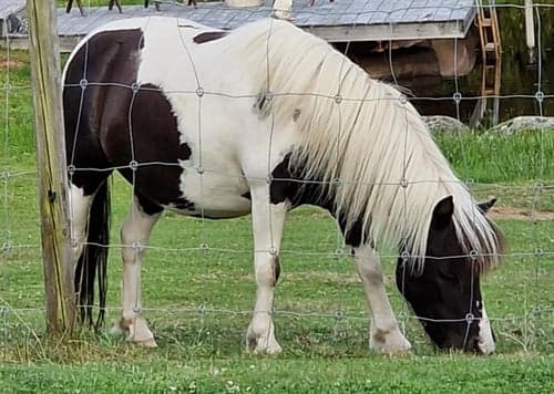 Bild av Amerikansk miniatyrhäst 