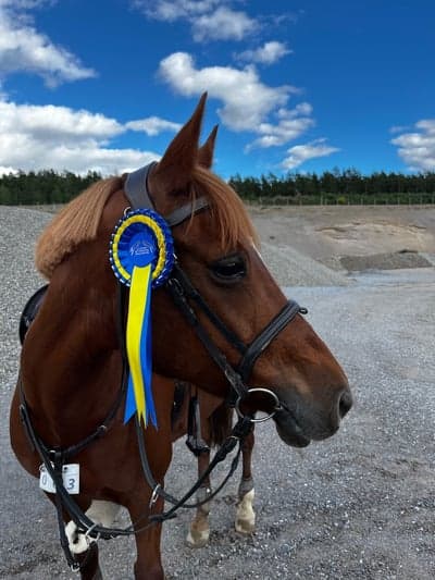 Post 21 of German Riding Pony with title Vinst i ponnyallsvenskan omg1🔥