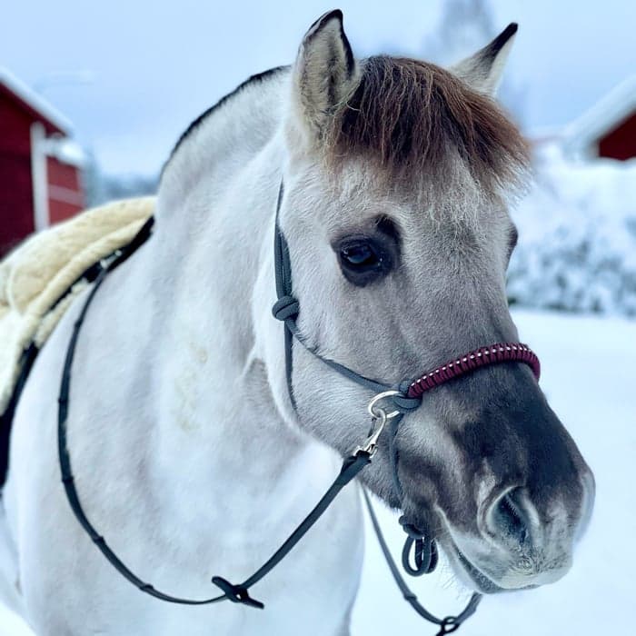 Media 1 av Stolplyckans Utina