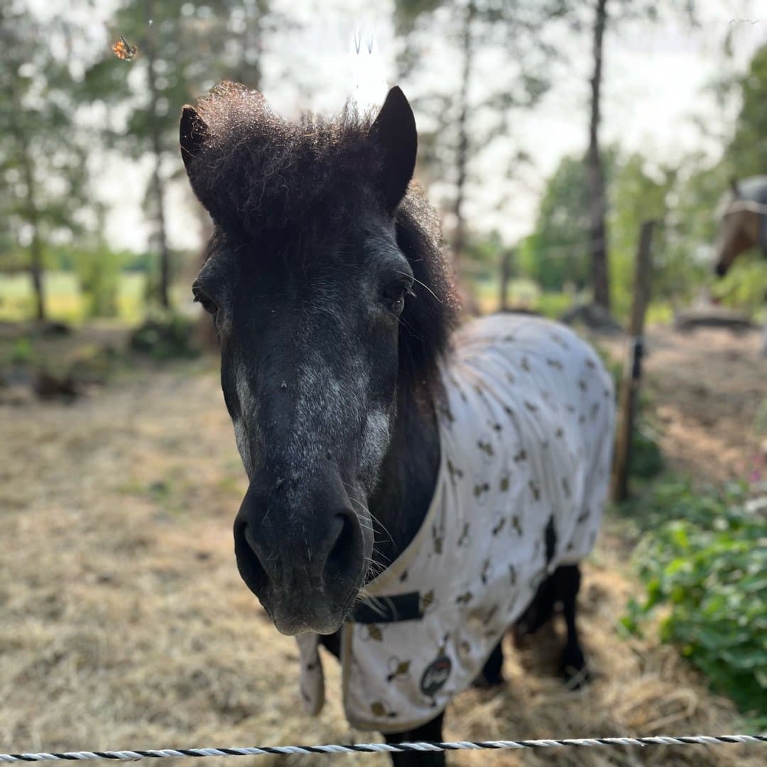 Bild 1 av Wallentino