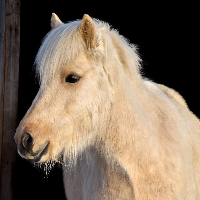 Media 1 of Bella frá Melhóli