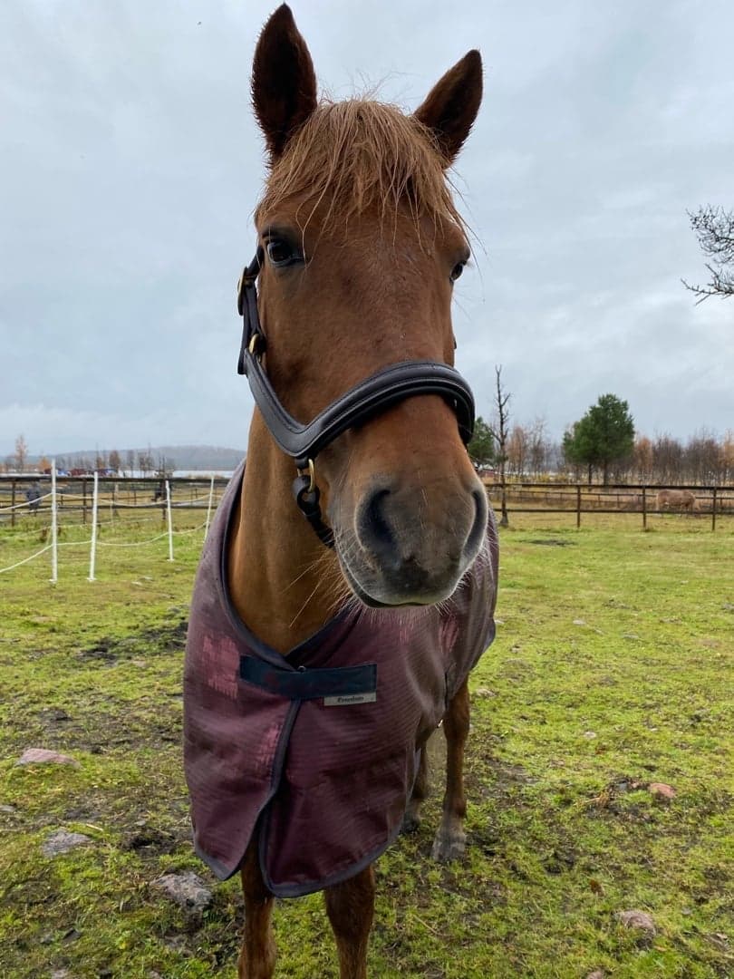 Bild 1 av Húni frá Skollagróf