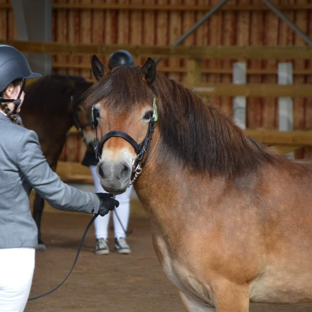 Image 1 of Östergårdens Fiddie Lee