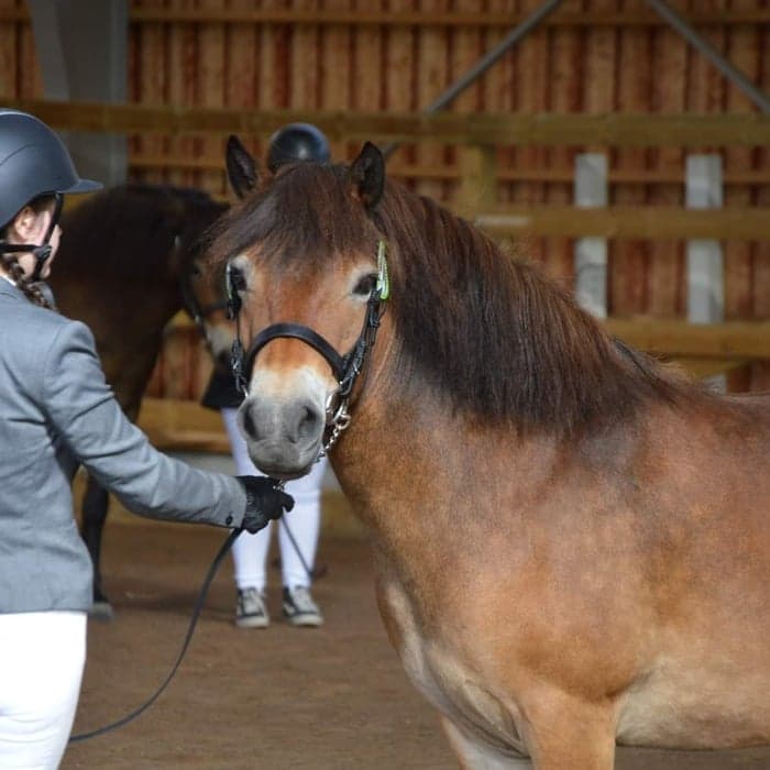 Media 1 of Östergårdens Fiddie Lee