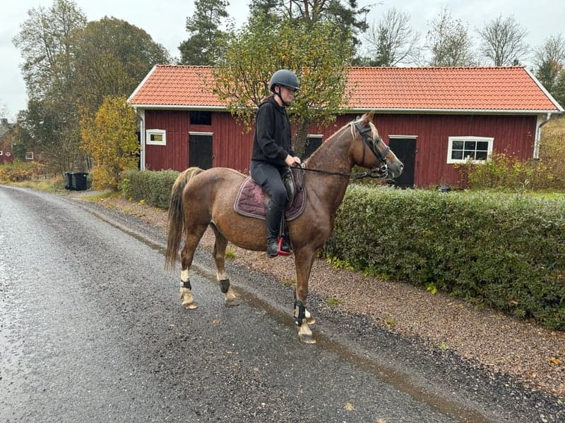 Bild 2 av Äldre pigg ponny 