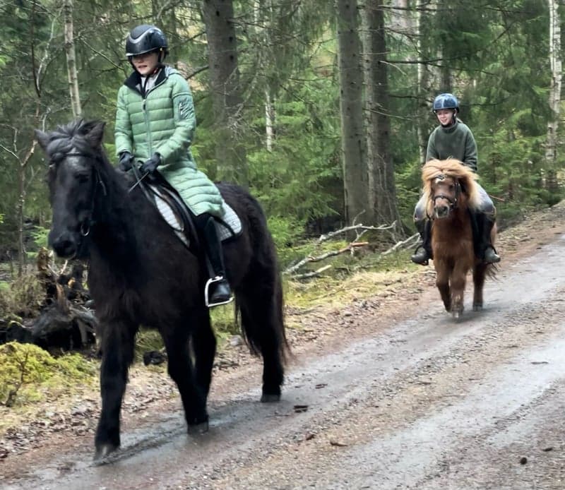 Bild 4 av Seifur
