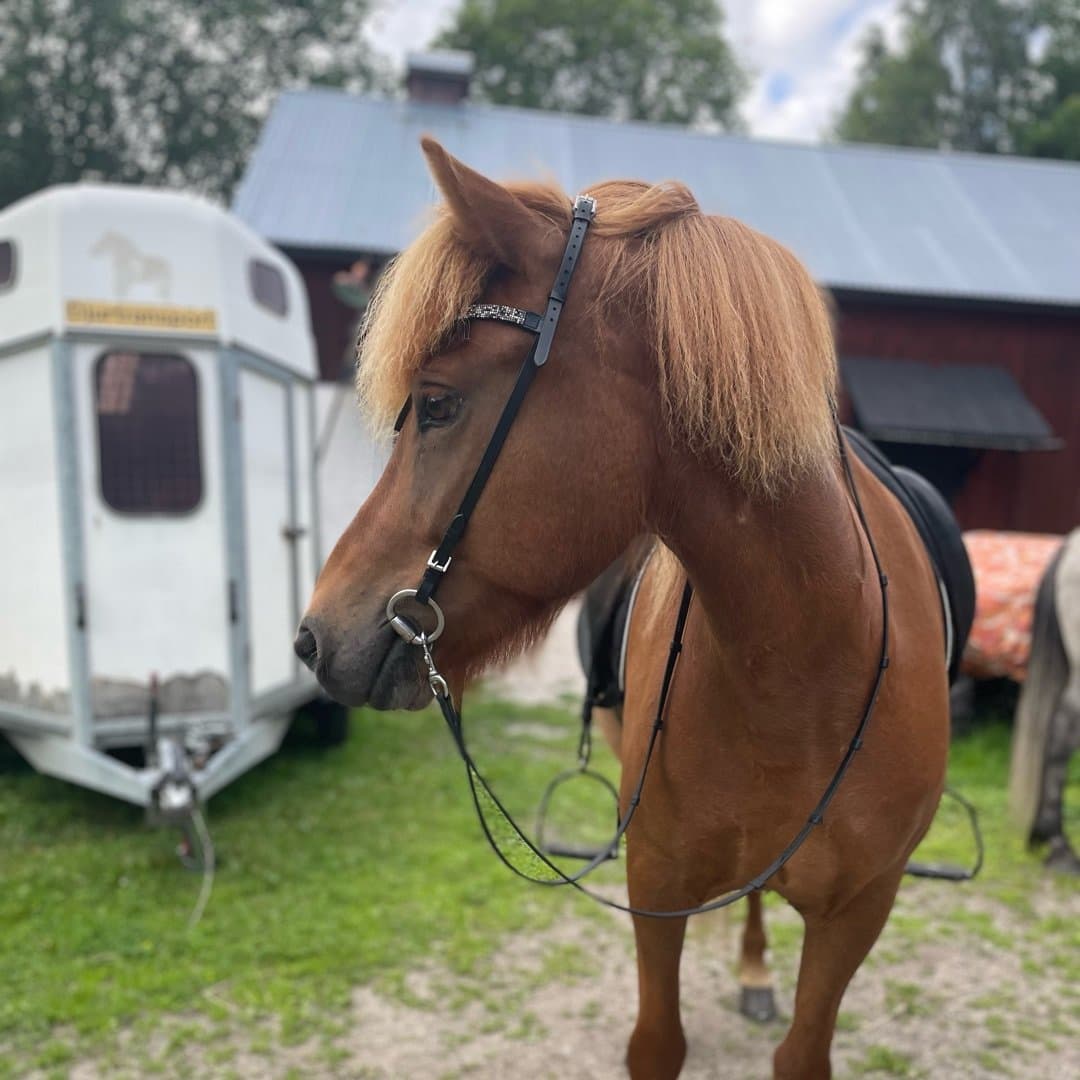 Bild 1 av Mánadís från Vallbo