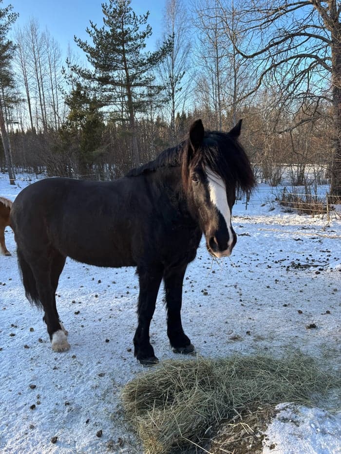 Media 6 av Midgårds Viking