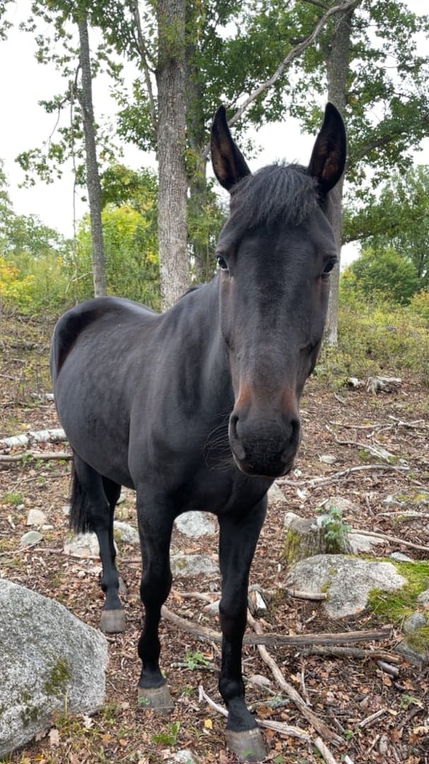 Bild 1 av Viking Scoop