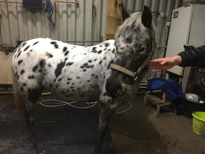 Post 2 of British Spotted Pony with title Bella noche föddes