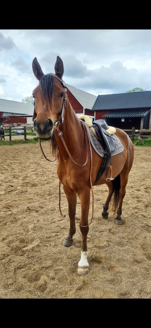 Bild av Panda - Arabiskt fullblod!