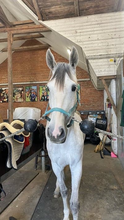 Post 13 of Belgian Warmblood