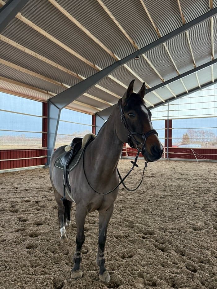 Media 6 av Artax (SWB)