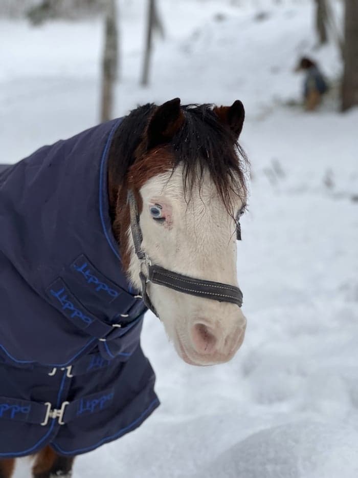 Media 1 of Chili peppar