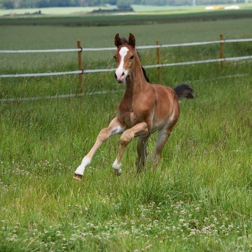 Bild av En otroligt social och trevlig hingst med fantastisk rörlighet