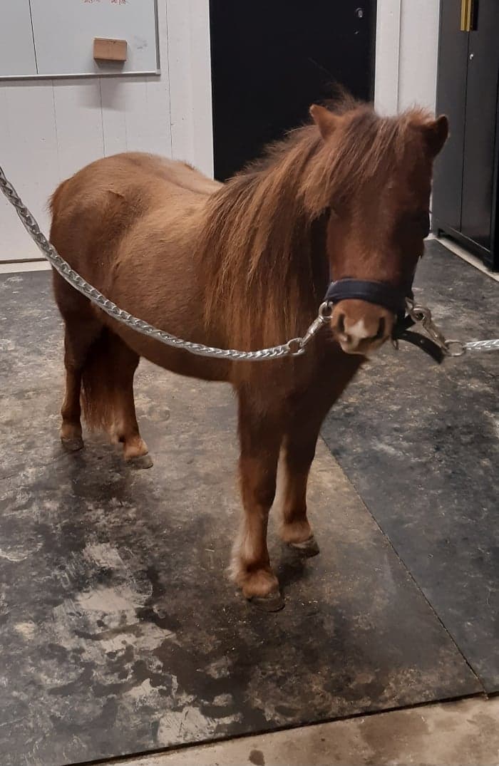 Media 5 av Kaos Topnotch Candyfloss