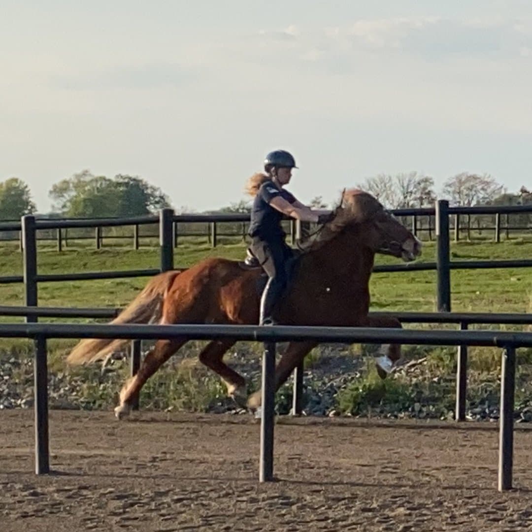 Bild 1 av Tími frá Efri-Þverá