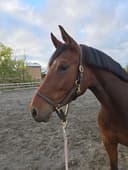 Profilbild av Savanne-L