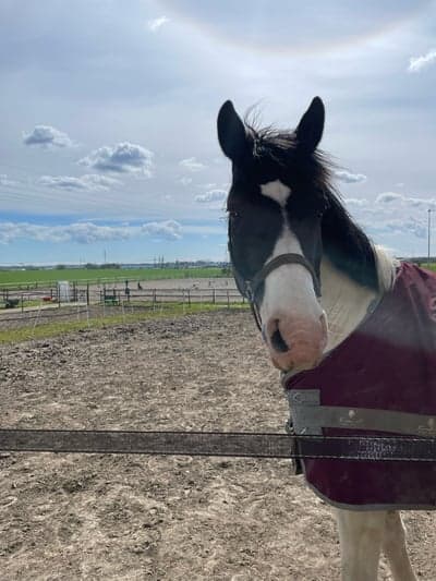 Inlägg 11 av Halvblod med titeln Såld 