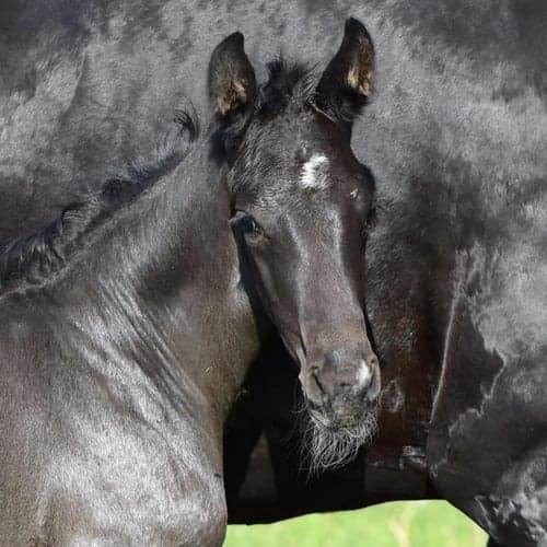 Bild av Riktigt snygg maskulin hingst! Fölmönstrad med 82,2%