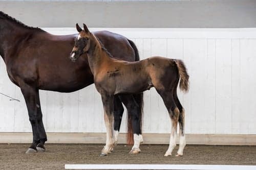 Image of Magiskt vacker grabb