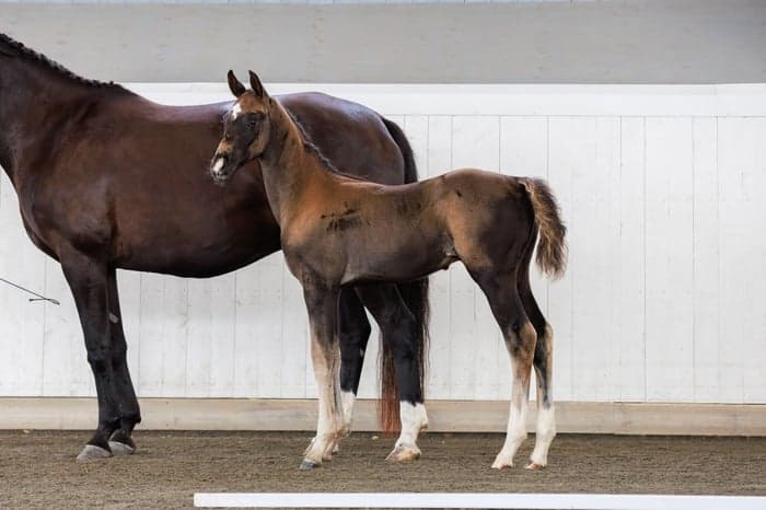 Media 4 av Magic Homerun