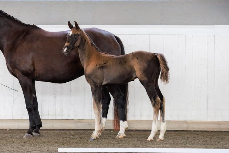 Bild 4 av Magic Homerun