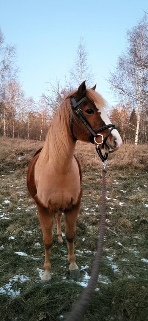 Bild av Intressekoll/Söker fodervärd! Till träning ev tävling eller en rolig hobbyhäst för den mindre ryttaren!