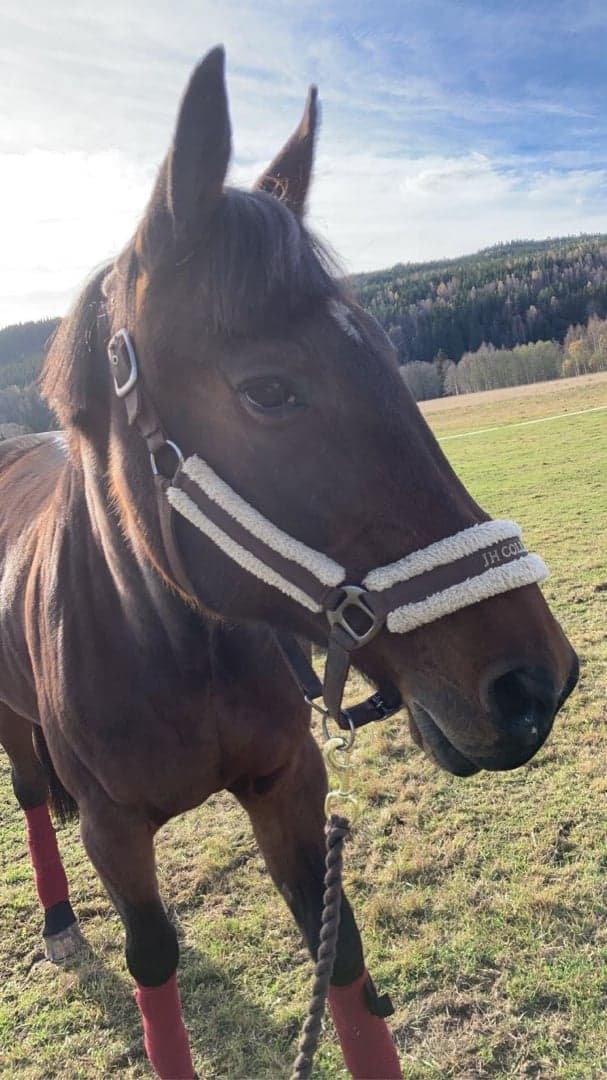 Media 1 av Sondo Harmonica