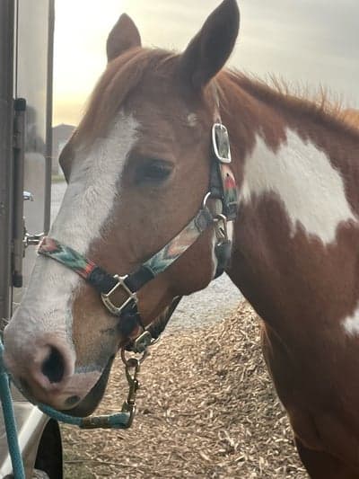 Inlägg 16 av Western med titeln Sweet Dakota