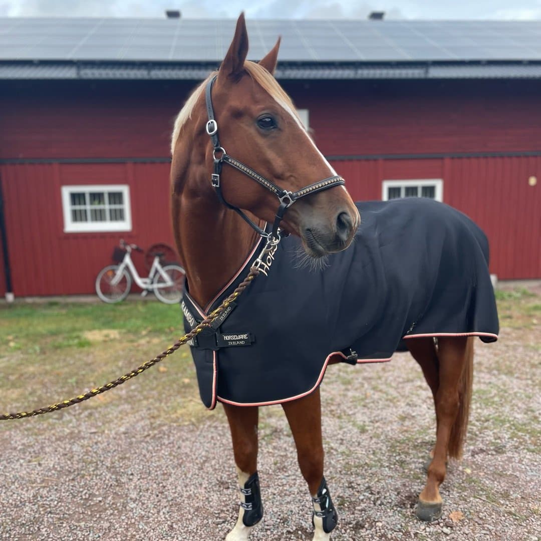 Image 1 of Hollywood 77