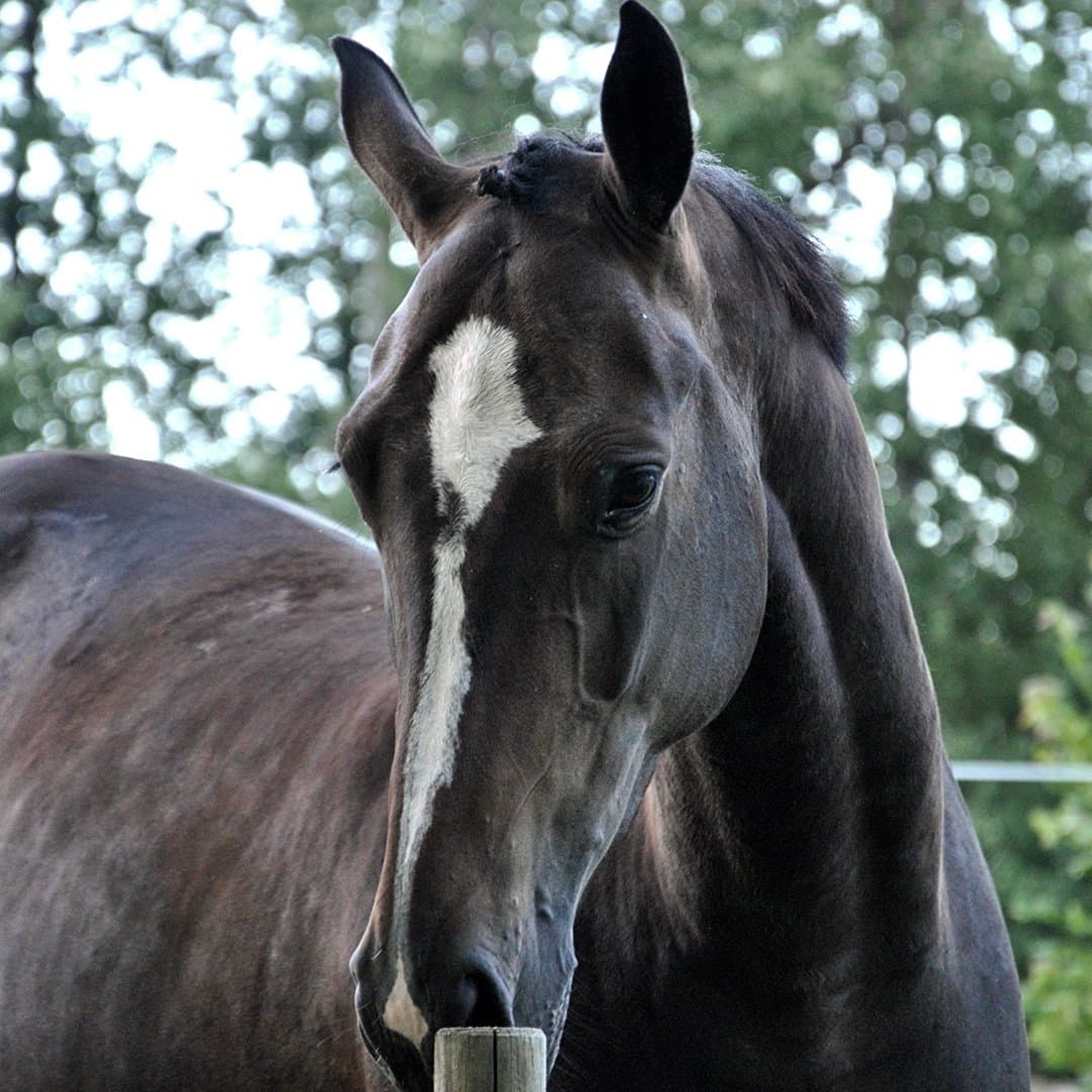 Bild 1 av Albertina H Gräns (SWB)