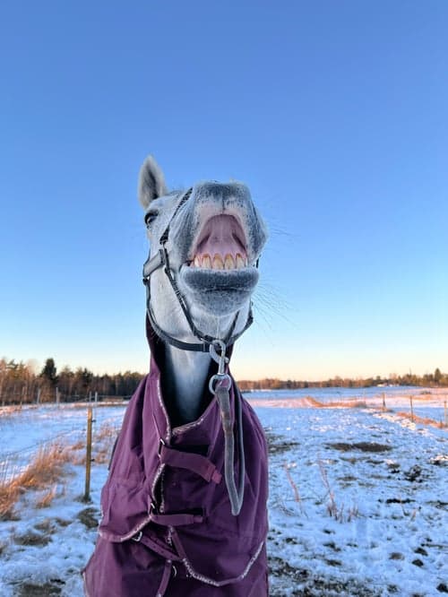 Bild av Medryttare sökes i Alvesta
