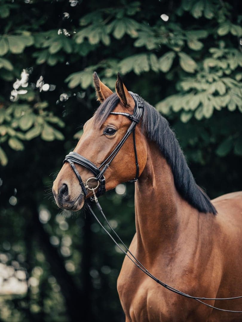 Bild 1 av 3 årigt hoppsto ev fälttävlan 