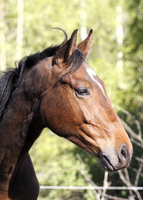 Bild av Hoppstammad tvååring