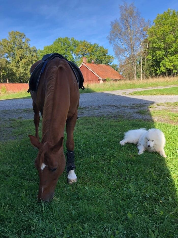 Media 1 av Oh so amazing