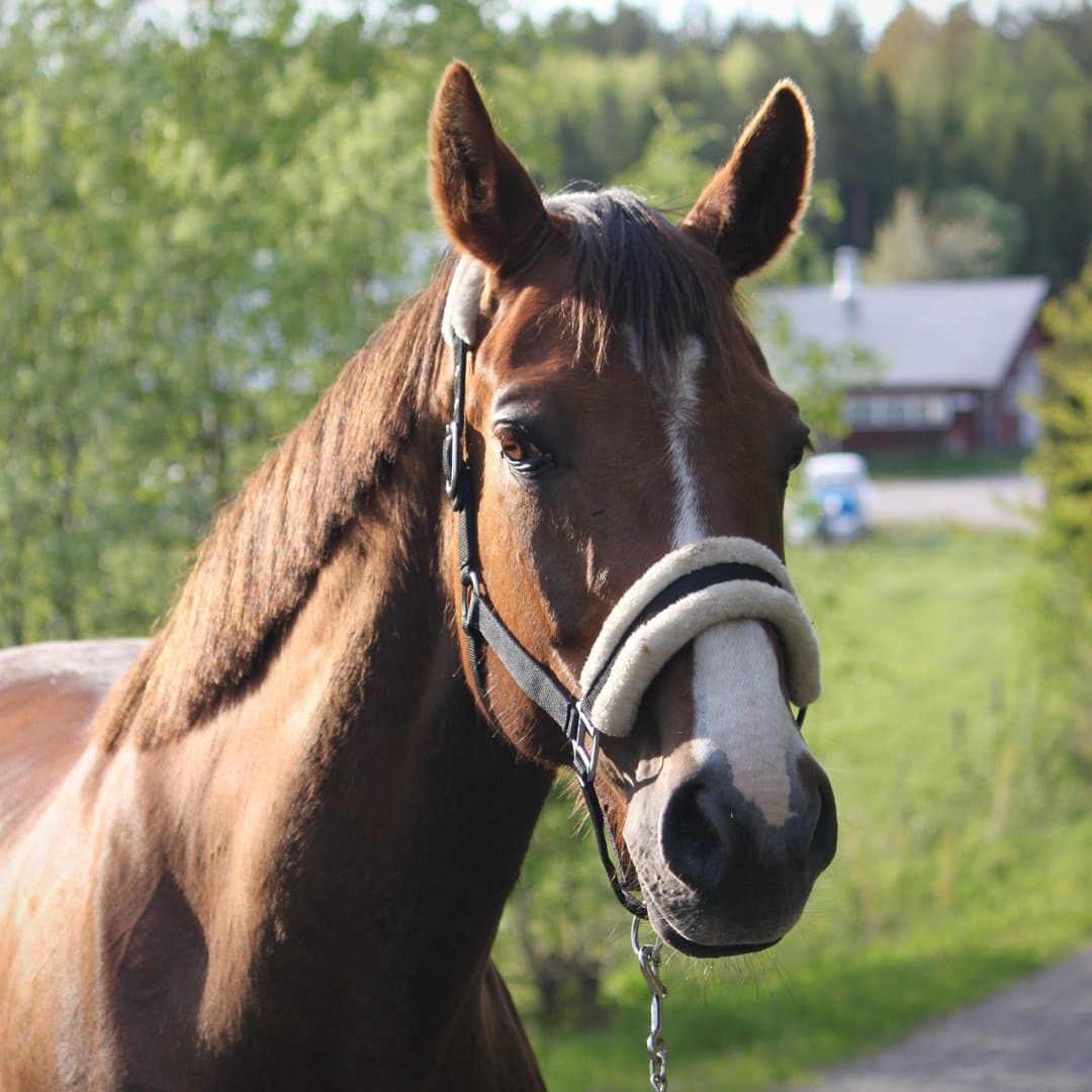 Bild 1 av Ks Donizetti