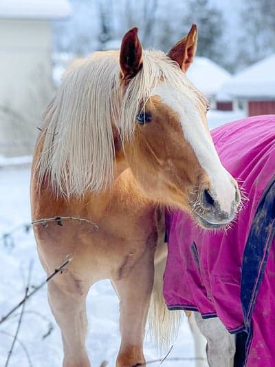Inlägg 170 av Allround med titeln Parvel💛